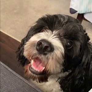 Meet your Posher, Dmitri